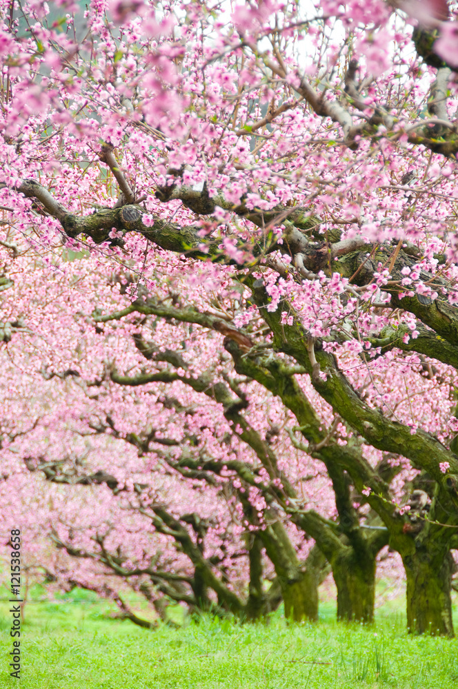 Trees in spring blossom