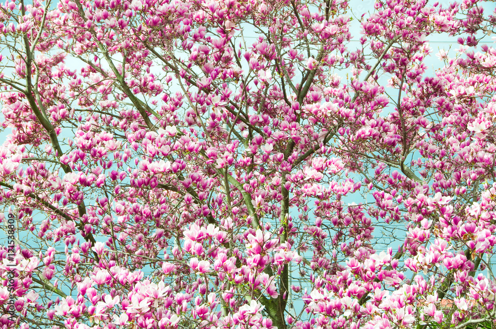 Magnolia tree with flowers Magnolia tree with flowers