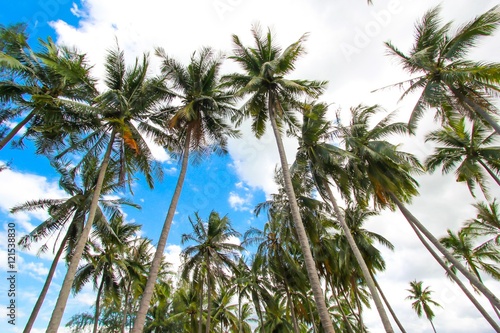 Coconut trees on partly cloudy.