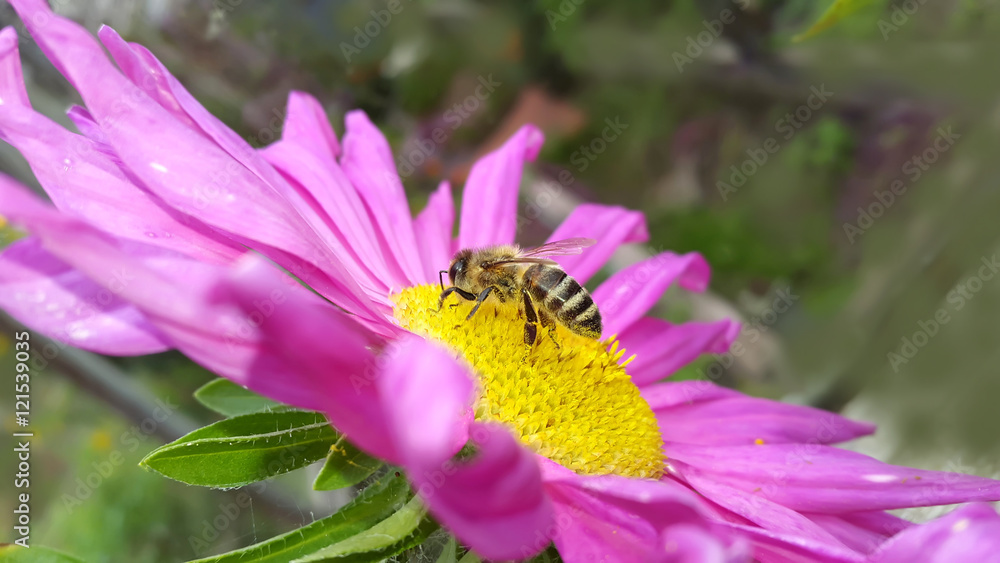 Autumn. Honey Bee on the pink aster Autumn. Honey Bee on the pink aster