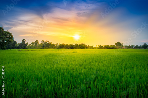 Paddy rice field