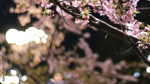 Wallpaper Mural Blooming pink cherry blossoms and city illumination. Torontodigital.ca
