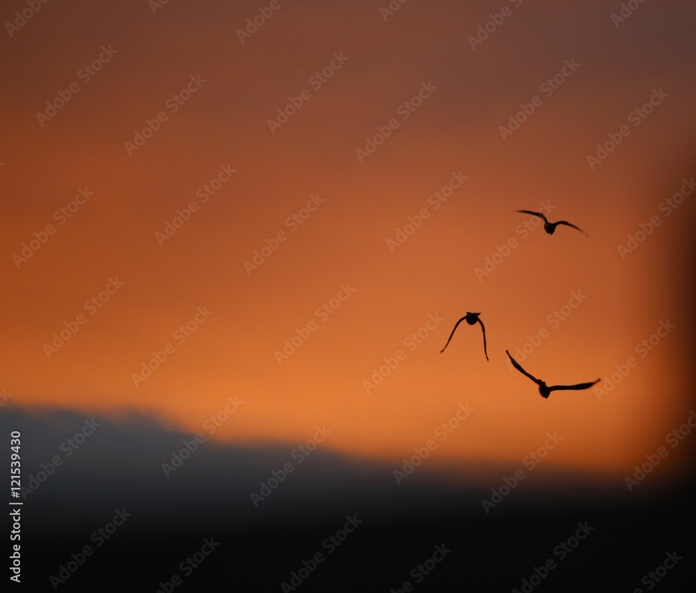 Fototapeta premium Birds at Sunset