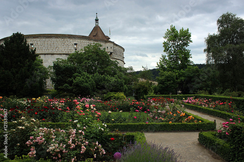 Rose garden near Munot fortress, Shaffhausen, Switzerland