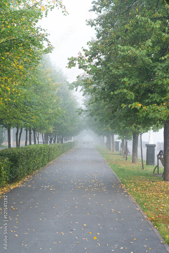 the tree on the promenade in the morning fog