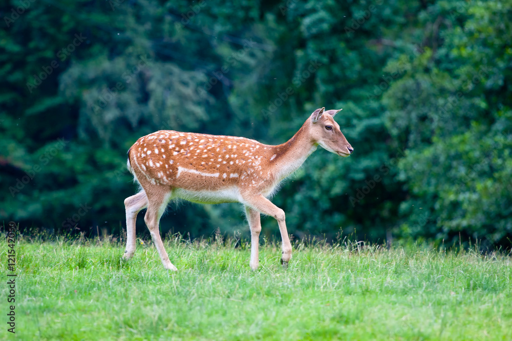 Sika deer - Cervus Nippon walking on a grass Sika deer - Cervus Nippon walking on a grass