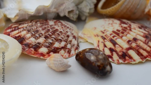 Shooting of cockleshells on a white background. photo