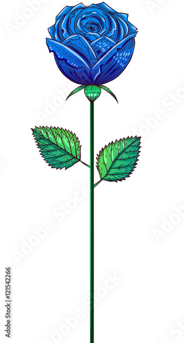 One blue bud rose on a stem