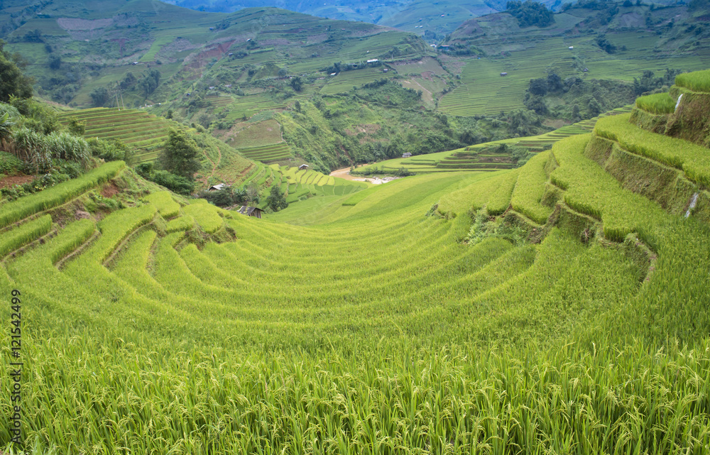 Terraced rice field in rice season in Vietnam