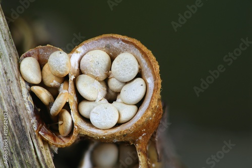 Bird's-nest fungi,  Crucibulum laeve