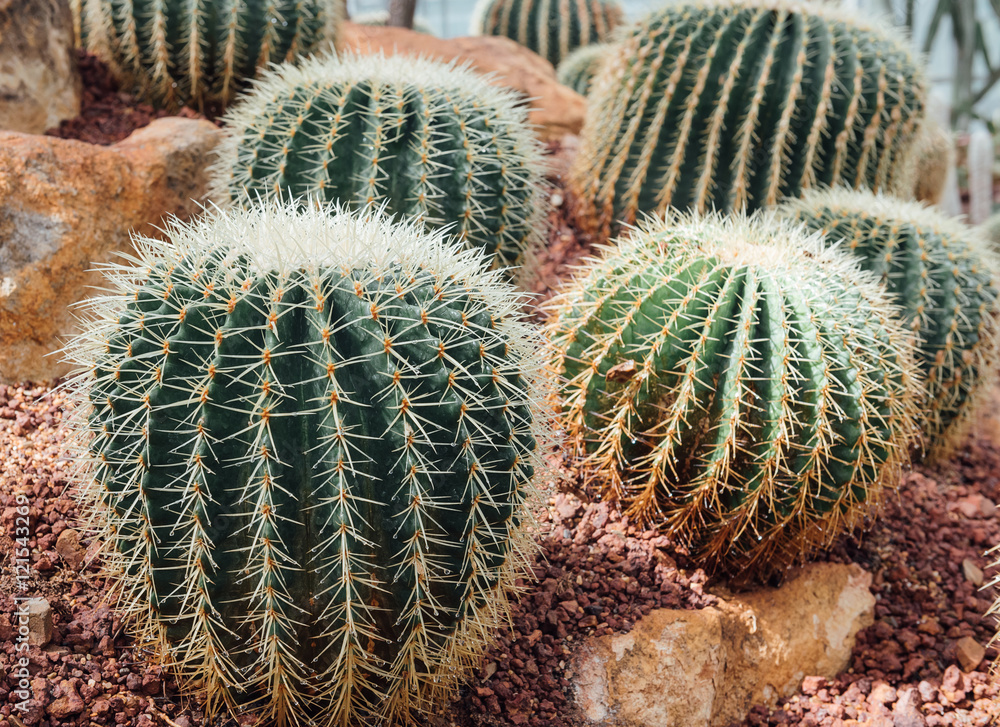 cactus in desert, cactus on rock, cactus Nature green background or wallpaper, domestic cactus closeup. cactus tree cactus in desert, cactus on rock, cactus Nature green background or wallpaper, domestic cactus closeup. cactus tree