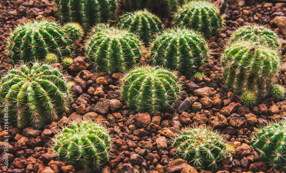 cactus in desert, cactus on rock, cactus Nature green background or wallpaper, domestic cactus closeup. cactus tree cactus in desert, cactus on rock, cactus Nature green background or wallpaper, domestic cactus closeup. cactus tree