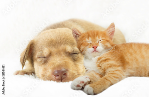 lovely puppy and ginger kitten sleeping on a white bedspread © Happy monkey
