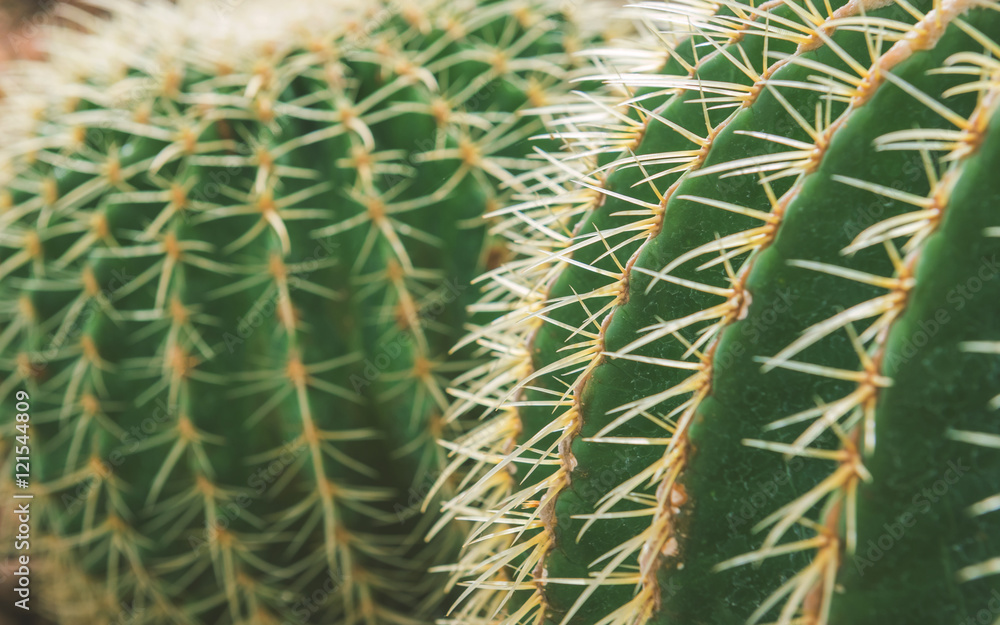 Close up of shaped cactus with long thorns, cactus Nature green background or wallpaper, cactus tree Close up of shaped cactus with long thorns, cactus Nature green background or wallpaper, cactus tree