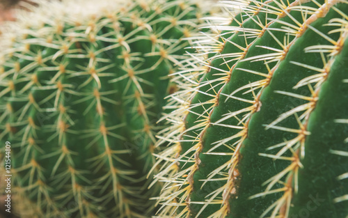 Close up of shaped cactus with long thorns  cactus Nature green background or wallpaper  cactus tree