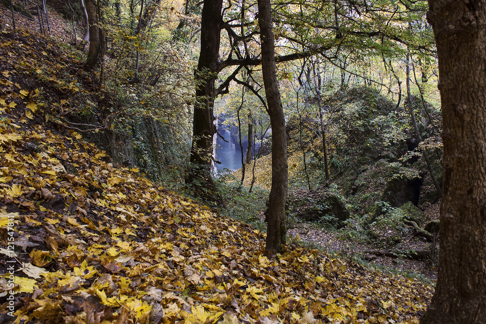 Naklejka premium autumn forest