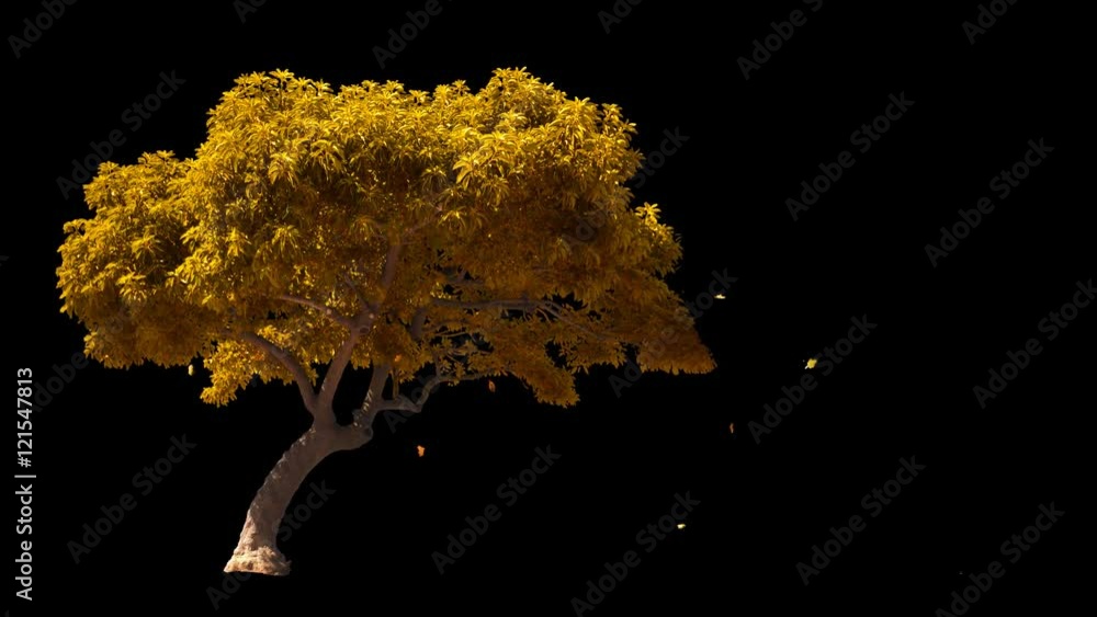 Blowing on the wind beautiful full size real autumn yellow lonely tree with leaves falling, isolated on alpha channel with black and white luminance matte, perfect for digital composition