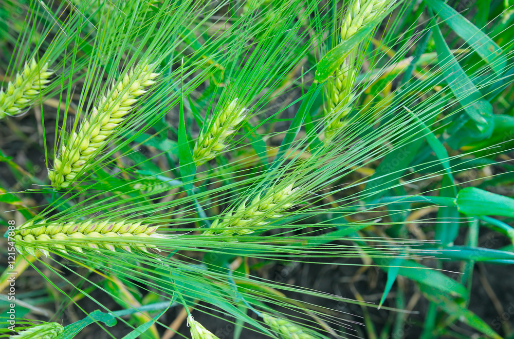 Naklejka premium bright background of wheat ears