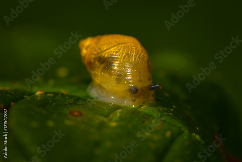 Spitzschlammschnecke kriecht über Blatt photo