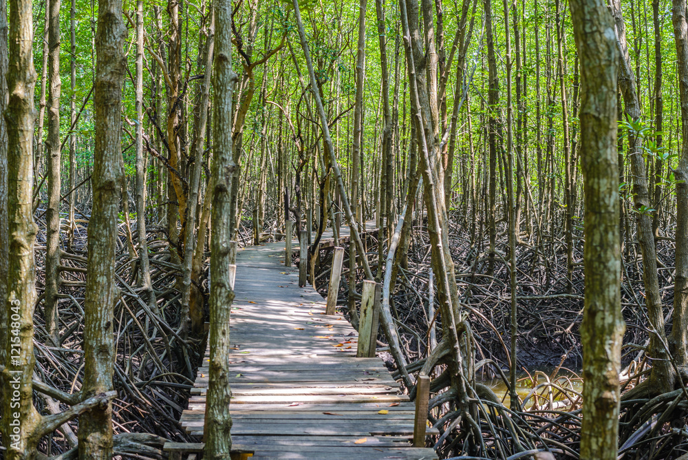 Obraz premium mangrove forest walk