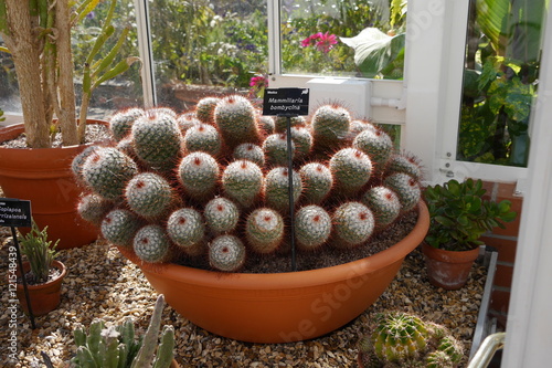 Kaktus Mammilaria Bombycina