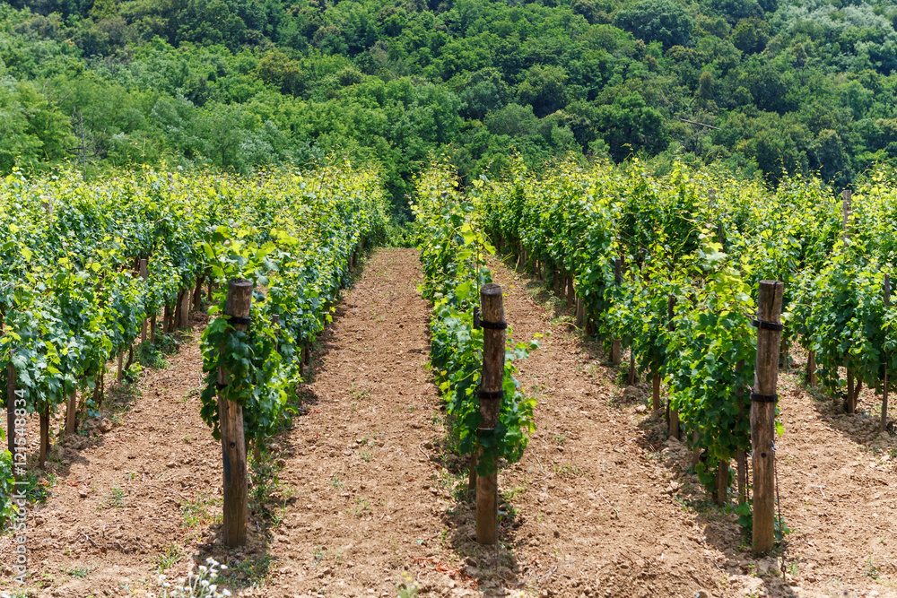 Vineyard - viticulture in Tokaj