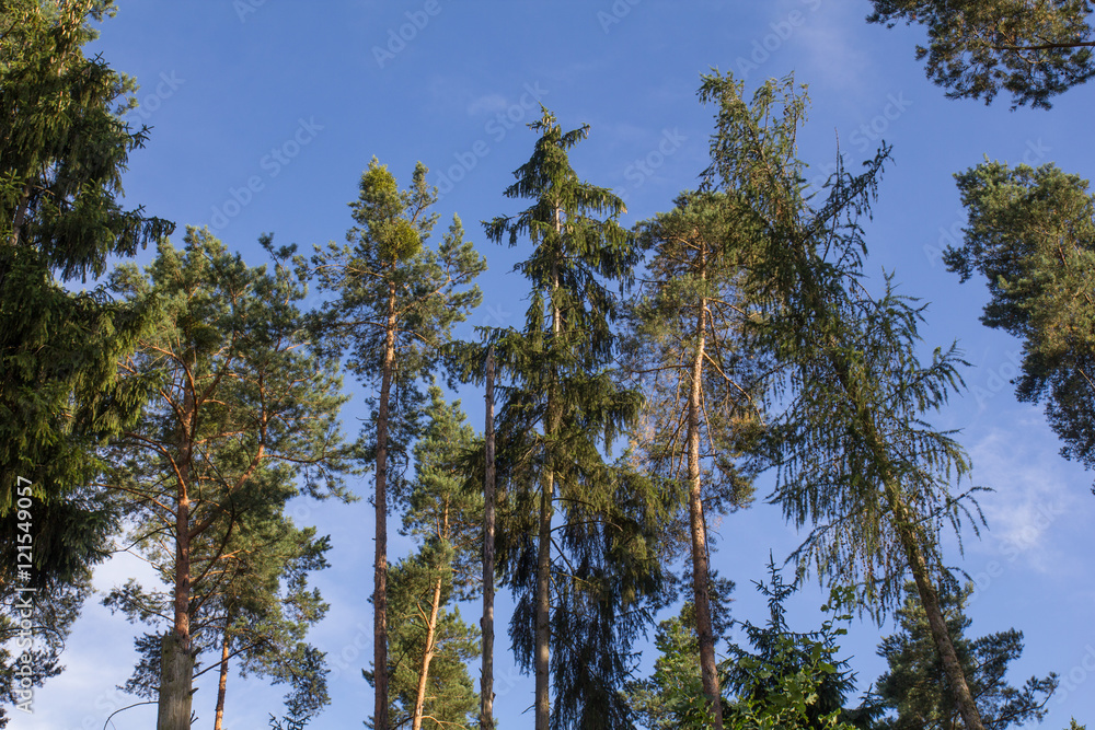 Obraz premium big trees