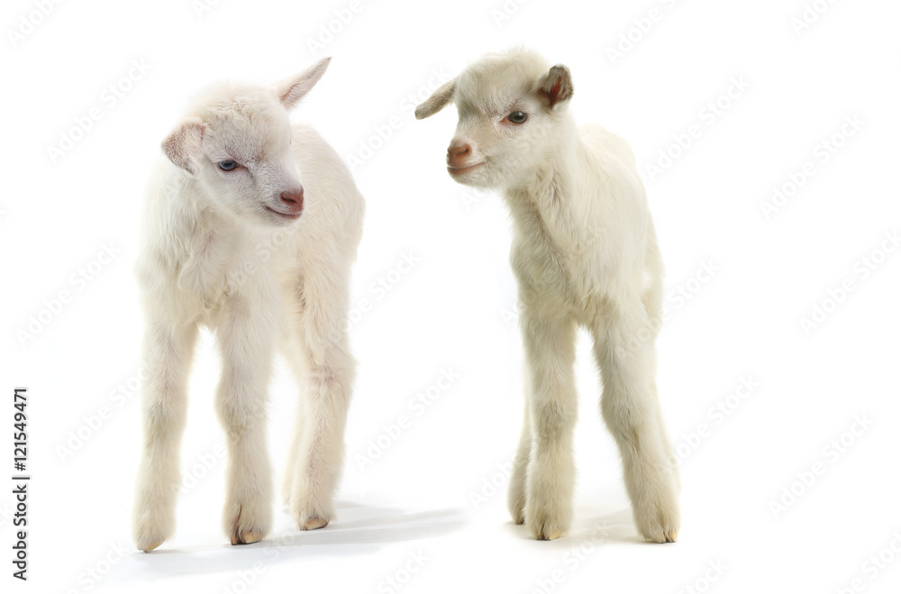 goat goat