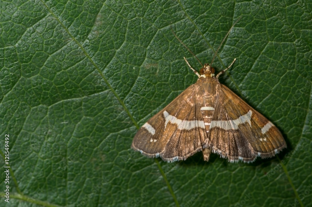 Obraz premium Beet Web Worm Moth on a green leaf background