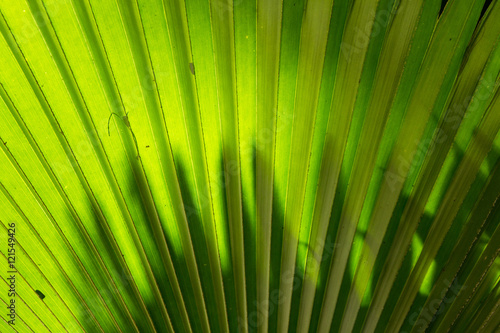 Closeup green leaf of green palm tree background