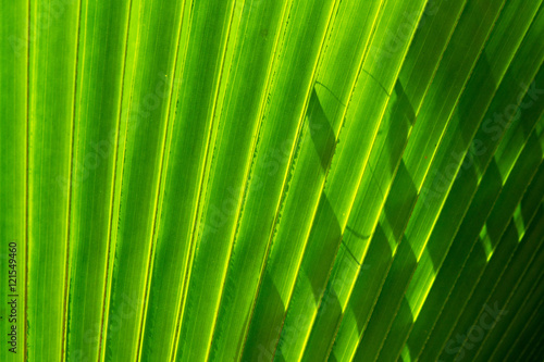 Closeup green leaf of green palm tree background