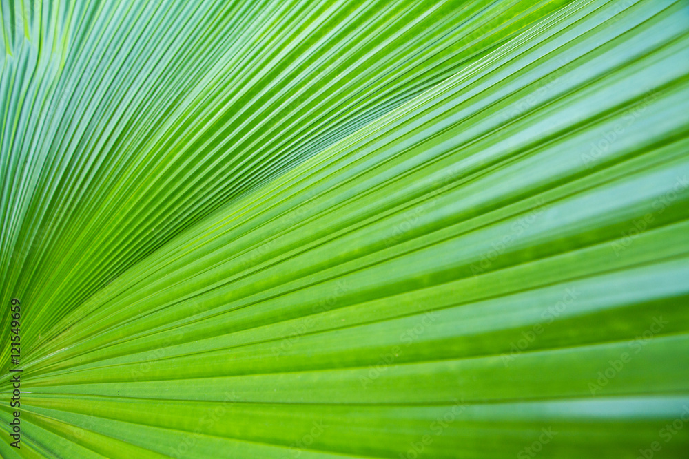 Closeup green leaf of green palm tree background Closeup green leaf of green palm tree background