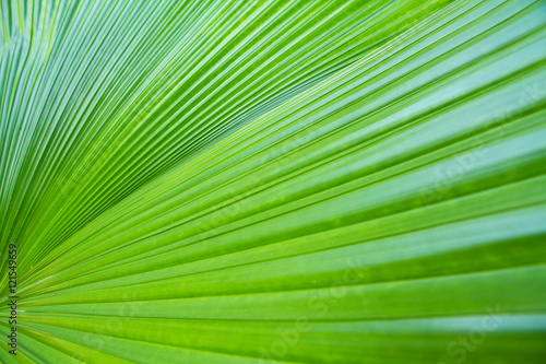 Closeup green leaf of green palm tree background