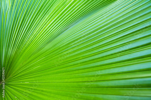 Closeup green leaf of green palm tree background