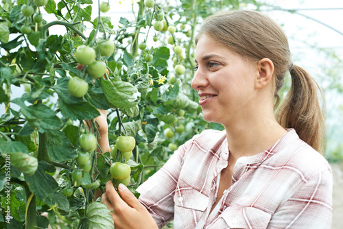 Female Agricultural Worker Checking Tomato Plants In Greenhouse