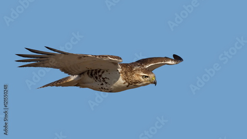 Valokuva Red-tailed hawk isolated on a blue background in flight hunting in Canada