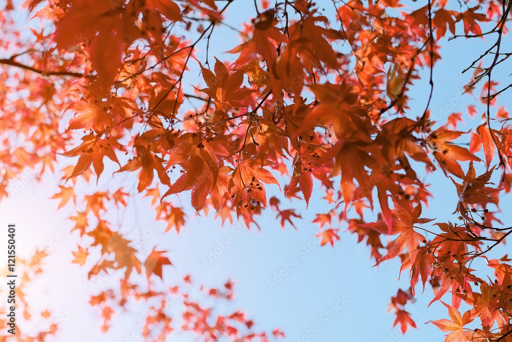 Red Japanese Maple leaves in autumn Red Japanese Maple leaves in autumn