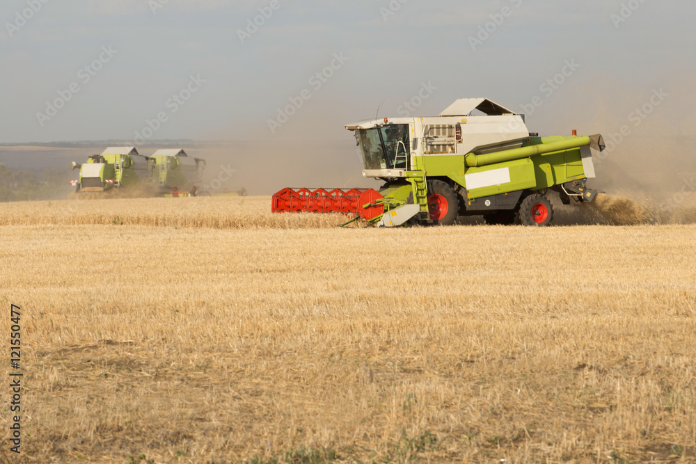 Fototapeta premium Combine working on a wheat field