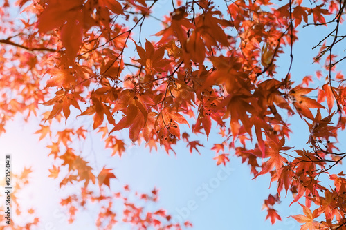 Red Japanese Maple leaves in autumn © Yamagiwa