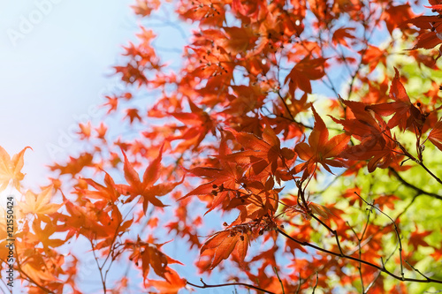 Red Japanese Maple leaves in autumn
