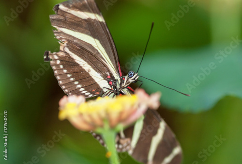 Papillon Heliconius charithonia sur une fleur © guitou60