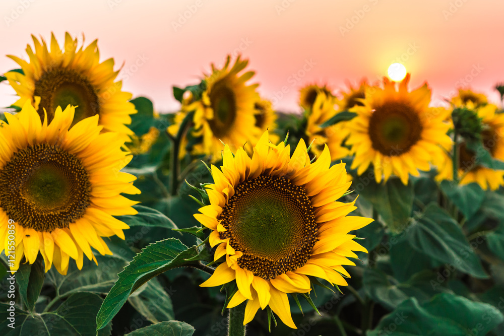 Obraz premium Sunflowers