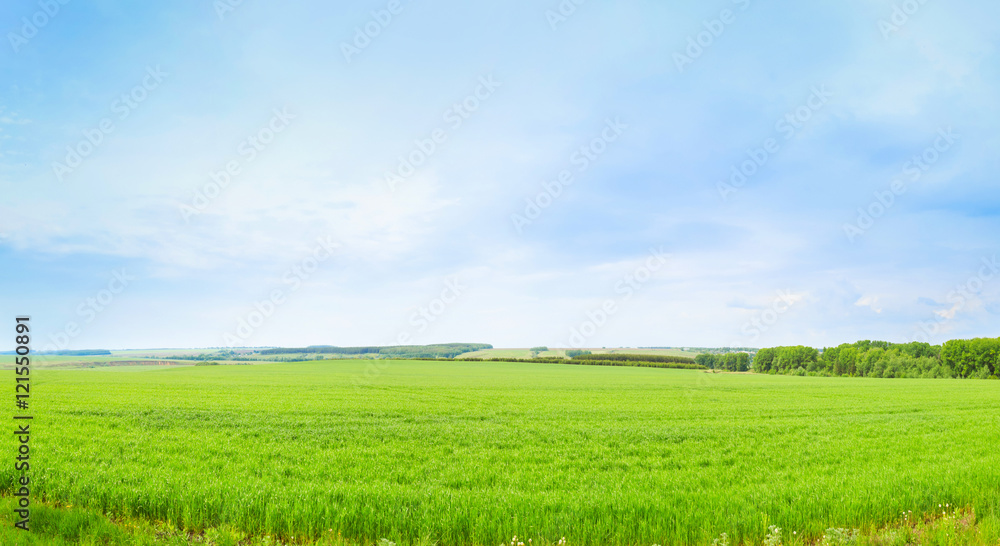 Cultivation of forage crops on the field. Panorama.