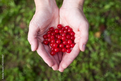 Female hands with red berries of viburnum