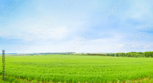 Cultivation of forage crops on the field. Panorama. © Sergei Dvornikov