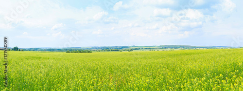 Cultivation of forage crops on the field. Panorama. © Sergei Dvornikov