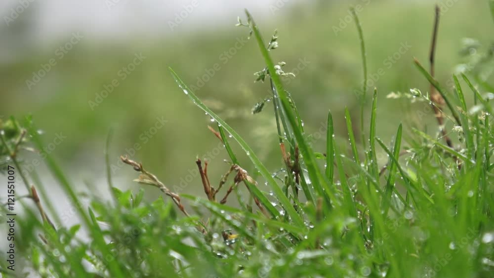 Beautiful field grass, close up macro shot, green plant blowing on the wind with depth of field, raindrops falling, raw flat footage, smooth camera. Perfect for film, digital composition, background Beautiful field grass, close up macro shot, green plant blowing on the wind with depth of field, raindrops falling, raw flat footage, smooth camera. Perfect for film, digital composition, background