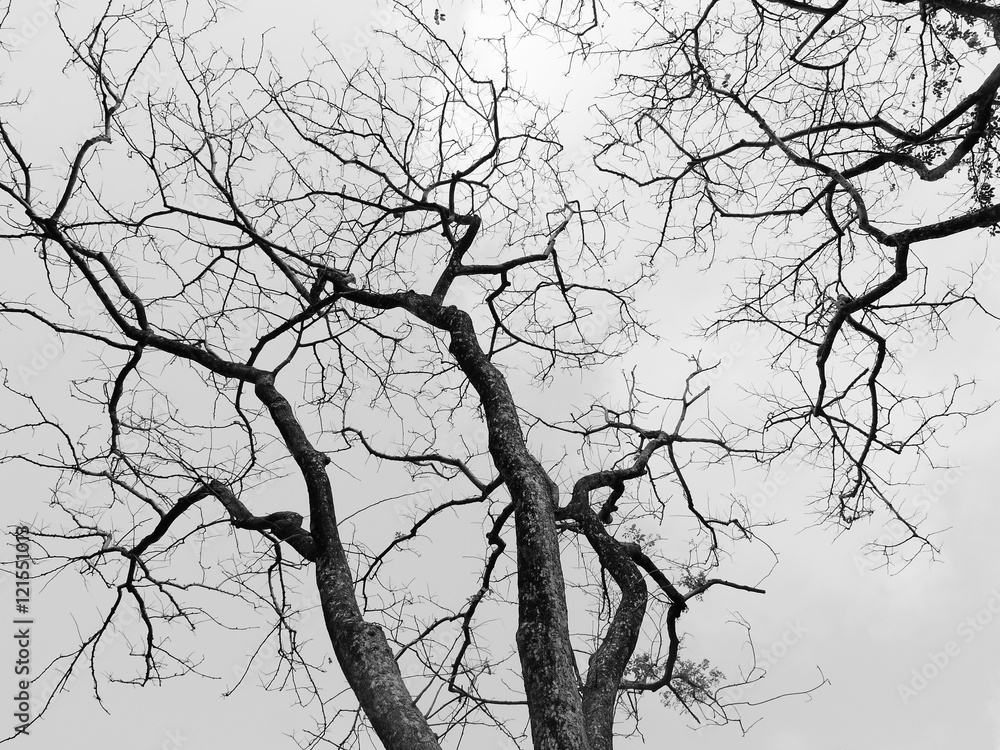 Fototapeta premium Branch of dead tree
