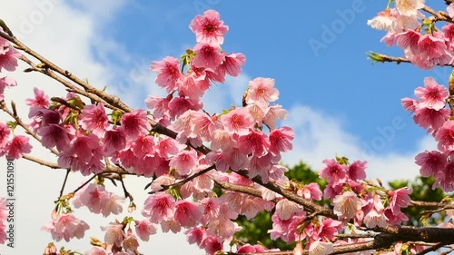 Wallpaper Mural Blooming gradation of cherry blossoms in blue skies. Torontodigital.ca