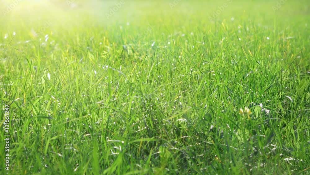 Beautiful low field grass, long macro shot, green plant blowing on the wind with depth of field, spring meadow, with the sun shining, static camera. Perfect for film, digital composition, background Beautiful low field grass, long macro shot, green plant blowing on the wind with depth of field, spring meadow, with the sun shining, static camera. Perfect for film, digital composition, background